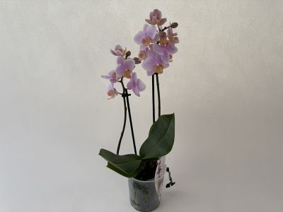 A Phalaenopsis FC Amaglad orchid in a transparent pot. It bears two upright flower spikes with many delicate, pale pink to violet flowers, each with a yellow centre. Beneath the flowers are glossy, dark green leaves.